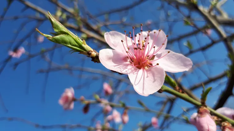 Znate li kada je najbolje vrijeme za zimsko orezivanje breskve