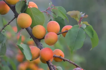 Znate li kada je najbolje vrijeme za orezivanje mlade marelice