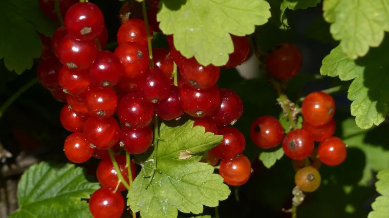 Znate li kada treba započeti orezivanje ribizle