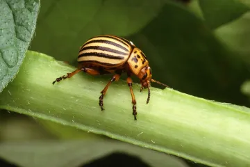 Znate li što je krumpirova zlatica i kako se boriti protiv nje