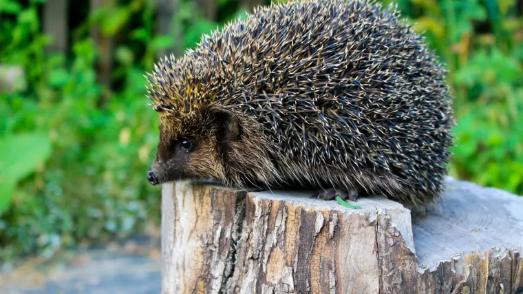 Mnogi su fascinirani izgledom i ponašanjem ježeva, ali znate li što jedu?