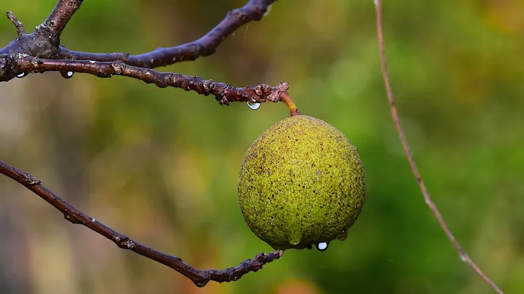 Sivi orah: što trebate znati o sivom orahu?