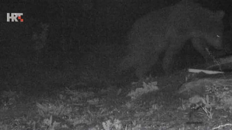 'Prvi ga put tu vidimo'