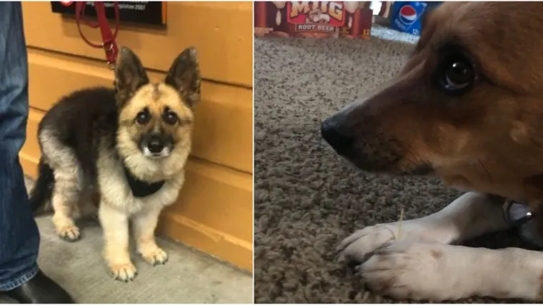 Pasoljupci, spremite si ovu stranicu i proskrolajte po njoj kad vam je te&scaron;ko ili samo dosadno na poslu