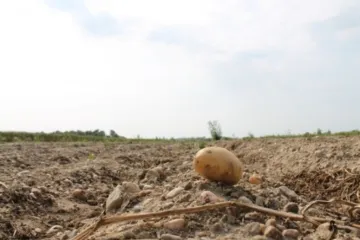 Ljetna sadnja krumpira - savjeti za ljetnu sadnju krumpira?