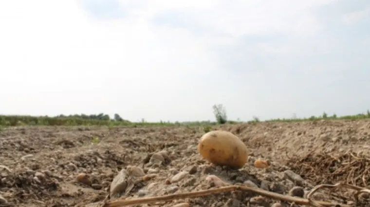 Kada se vadi krumpir - idealno vrijeme za vađenje krumpira?