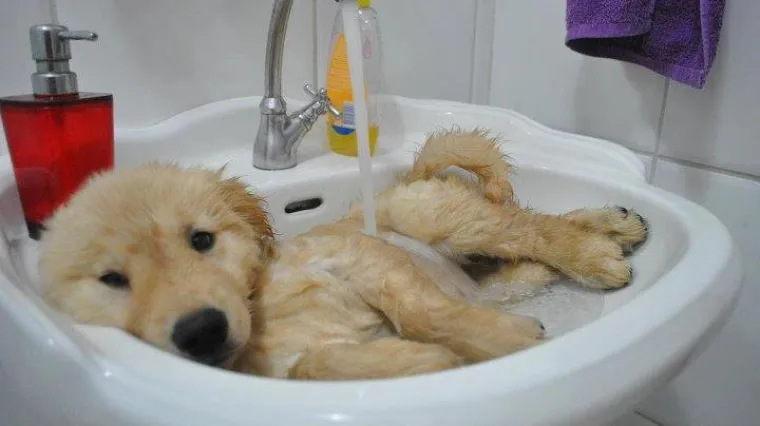 Fotografije lijenih kućnih ljubimaca uz koje ćete se sigurno opustiti i nasmijati