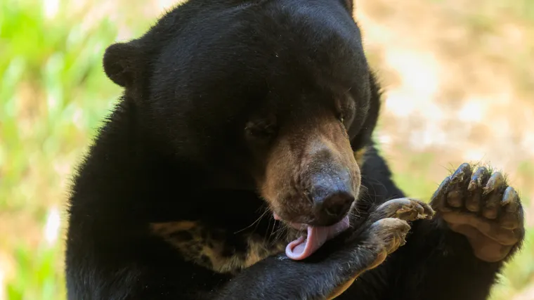 Simpatično je &scaron;to se gosti medom, ali problem je &scaron;to se opasno približava kućama