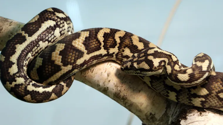 FOTO Samo za najhrabrije: Pronađen piton s tri oka! Pogledajte kako izgleda izbliza