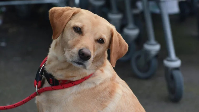 Jeste li znali da je va&scaron; ljubimac zapravo sebičan?