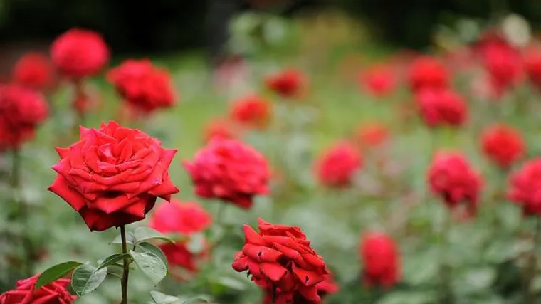 Znate li zašto je važno paziti na prezimljavanje ruže?