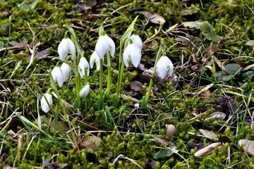 Visibaba i njezino stanište u Hrvatskoj