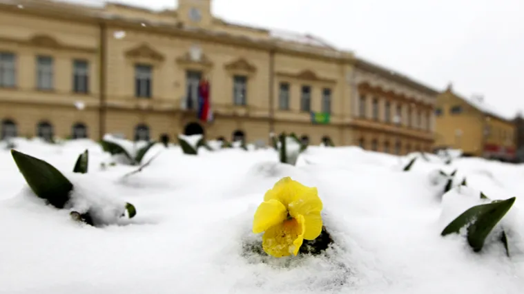 Vrtna maćuhica - nježna i vrlo omiljena biljka