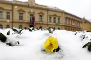 Vrtna maćuhica - nježna i vrlo omiljena biljka