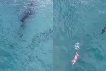 Šokantna snimka trenutka u kojem je morski pas krenuo na plivača: 'Što radi?'