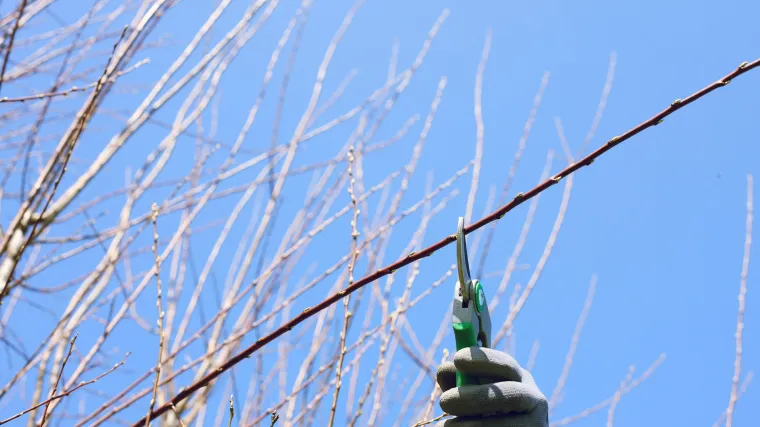 Kada i kako se izvodi ljetna rezidba voćaka?