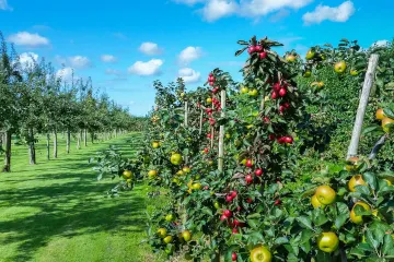 Orezivanje jabuka: Kako se izvodi zelena rezidba jabuka?