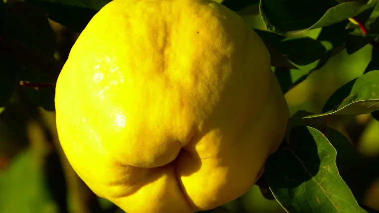 Bolesti dunje - suzbijanje bolesti dunje