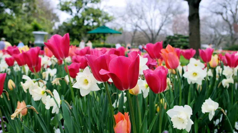Koji je najbolji način za čuvanje lukovica?