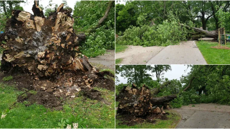 Vjetar sru&scaron;io stablo divljeg kestena usred čakovečkog parka: Izbjegnuta velika tragedija!