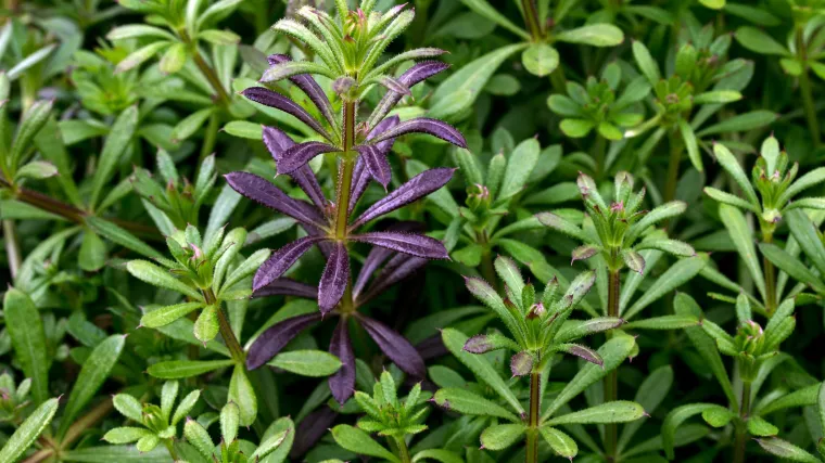 Čekinjasta broćika ljekovita biljka koja ima veliku upotrebu u narodnoj medicini