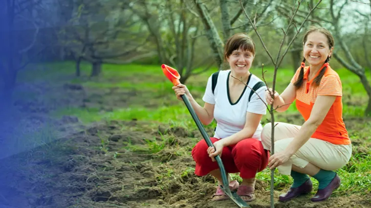Kako se radi prstenovanje voćaka?