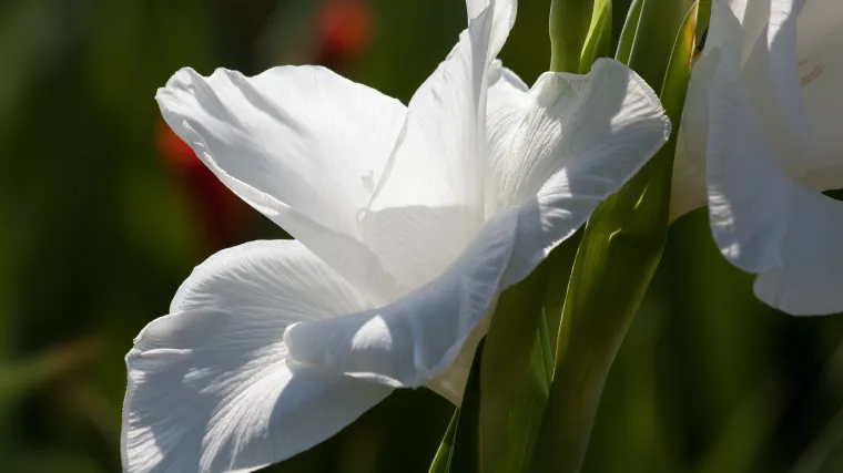 Gladiole bijele - Po čemu se gladiole bijele izdvajaju od ostalog cvijeća?
