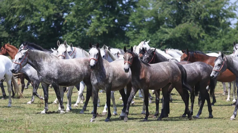 Policija traga za počiniteljem, čeka ga prijava zbog ubijanja životinja
