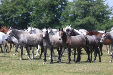 Policija traga za počiniteljem, čeka ga prijava zbog ubijanja životinja
