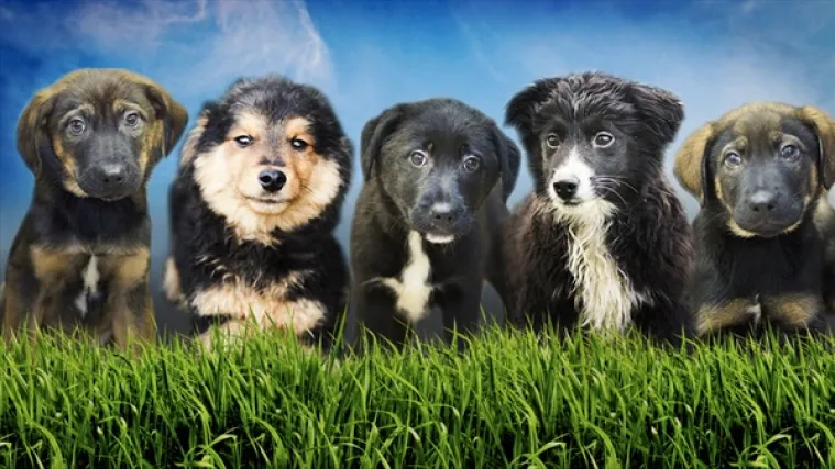 Zagrebački azil za životinje planira veliku akciju za spas svojih &scaron;tićenika