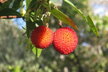 Znate li koje je voće u proljeće sezonsko a koje to nije?