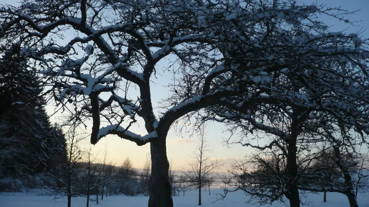 Zašto je važno na vrijeme obaviti zimsko prskanje voćaka?
