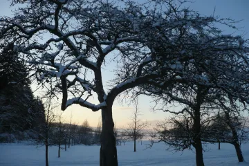 Zašto je važno na vrijeme obaviti zimsko prskanje voćaka?