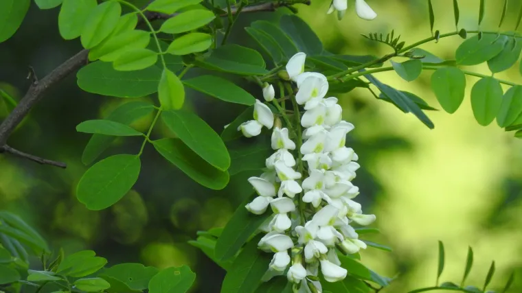 Akacija cvijet kao ukrasna ali i ljekovita biljka
