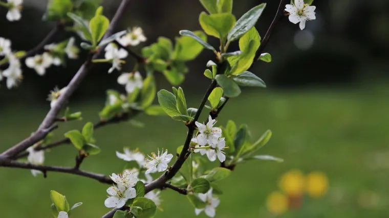 Kako se izvodi zelena rezidba kruške?