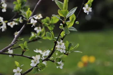 Kako se izvodi zelena rezidba kruške?