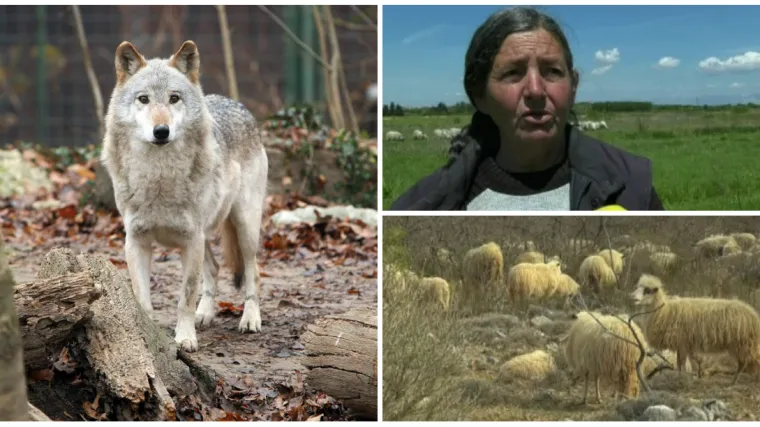 Panika u Zadru, vukovi opet klali ovce: Pojeli su tri janjeta, ostale su 'samo' ubili