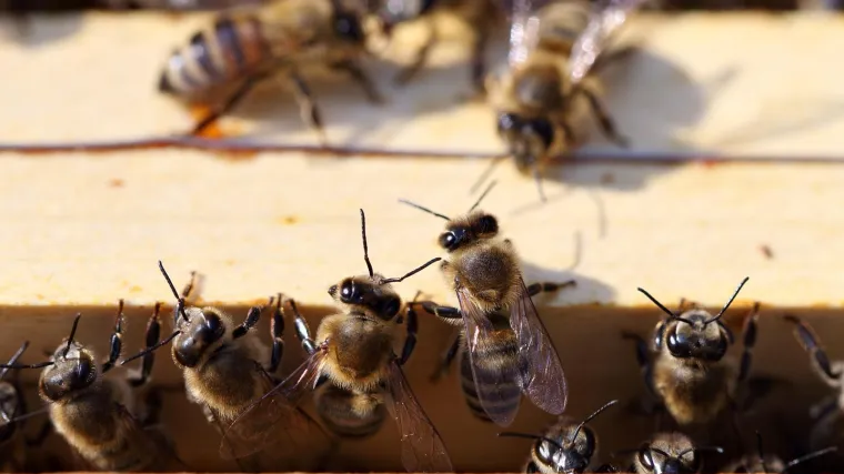 Slovenci će papi Franji darovati ko&scaron;nicu pčela