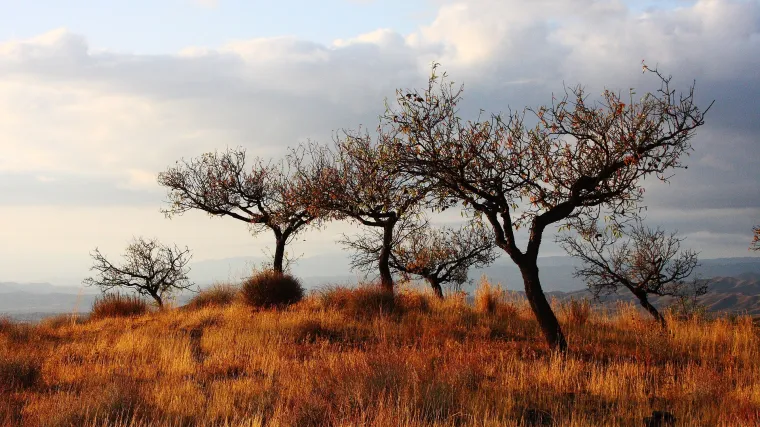 Polupustinjska klima - Koje karakteristike ima ova klima?