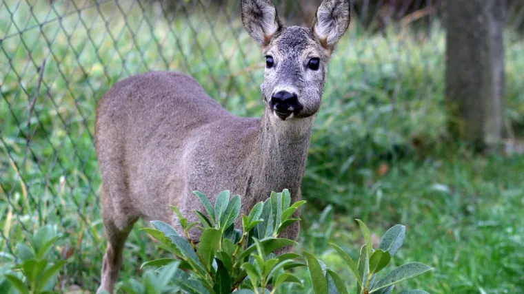 HAK: Oprez, srna na cesti