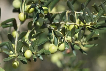 Vegetacija masline i gnojidba masline tijekom vegetacije