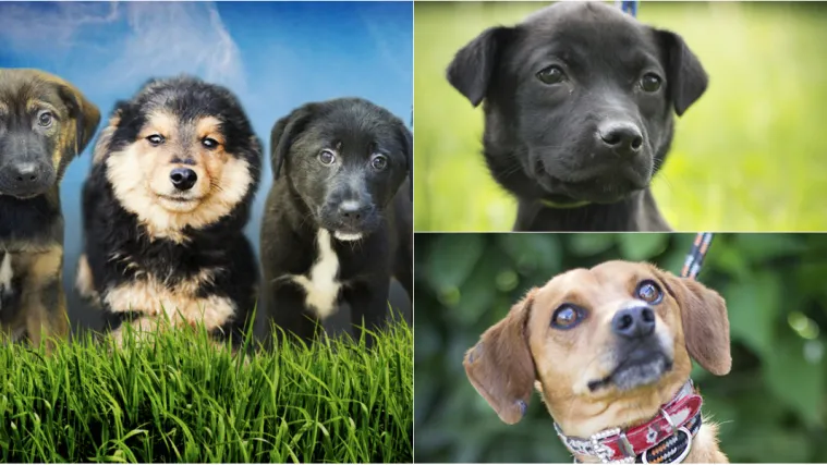 Sjajne vijesti! Napokon udomljen pas Cook koji je u Dumovcu već dvije godine