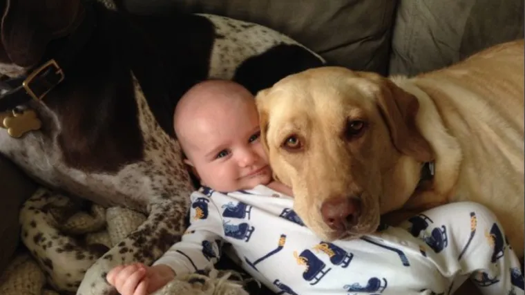 Ove fotke dokazuju da su kućni ljubimci naslađe 'dadilje'