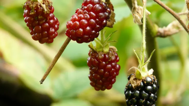 Rubus tayberry biljka koju ne poznajemo dovoljno