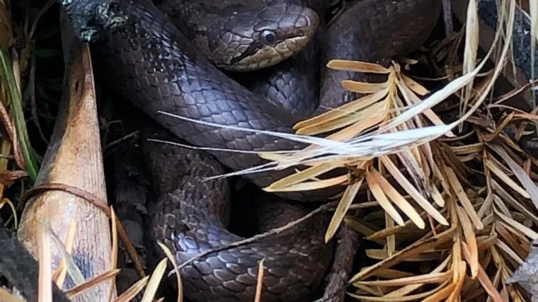 VIDEO/FOTO Doznali smo koje su se zmije pojavile u Prečkom i Vrapču: 'Zmija ima po cijelom Zagrebu!'