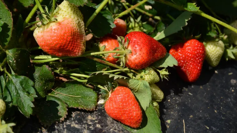 Jaki udari vjetra uni&scaron;tili velik broj plastenika diljem zemlje, najteže stradale jagode