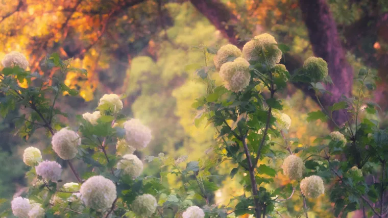 Kakva je to hrastolisna hortenzija?