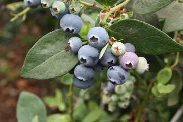 Da li je moguć uzgoj borovnica na balkonu?