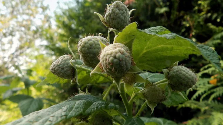 Polana malina - novost u sortimentu malina