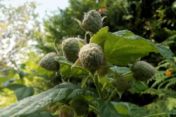 Polana malina - novost u sortimentu malina